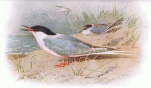 Longmans tarafından yayınlanan British Birds